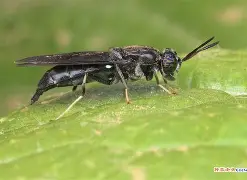 关于?崻挔m韻棪繶髑??3?-虻黲S1I国的信息